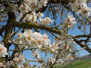 Aromatherapie, foto van amandelboom