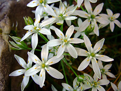 Bachbloesems, foto bloesem van de Vogelmelk