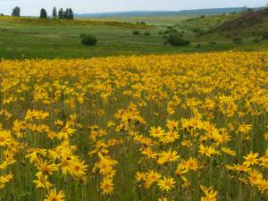 aromatherapie en kruidenadvies, foto arnicaveld