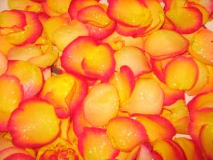 aromatherapie, hydrolaten, foto bloemblaadjes