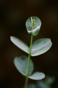 eucalyptus globulus