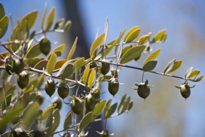 aromatherapie, foto jojobaplant met vruchten