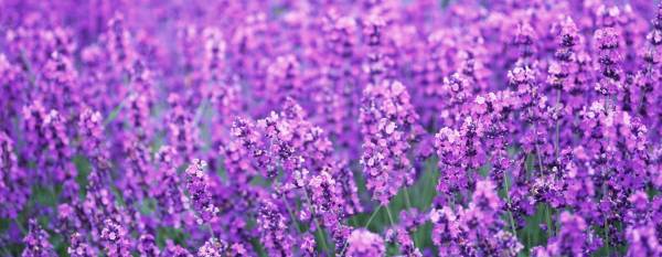 aromatherapie, foto veld lavendel in bloei