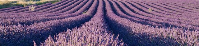 cosmetica, foto lavendelveld