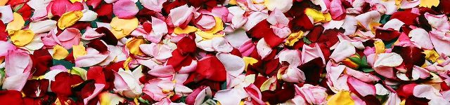 aromatherapie en kruidenadvies, foto bloemblaadjes